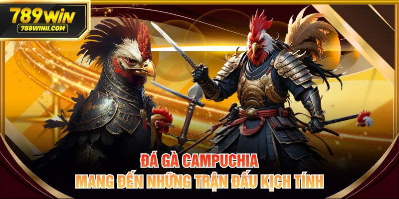 Đá gà Campuchia mang đến những trận đấu kịch tính
